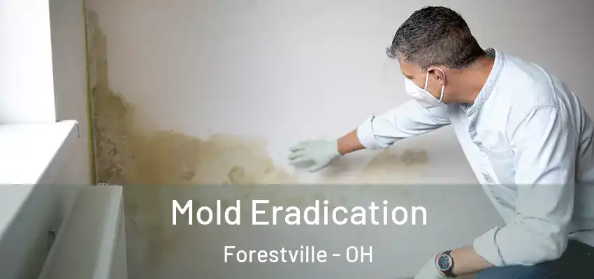 Mold Eradication Forestville - OH