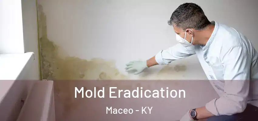 Mold Eradication Maceo - KY
