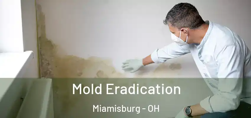 Mold Eradication Miamisburg - OH