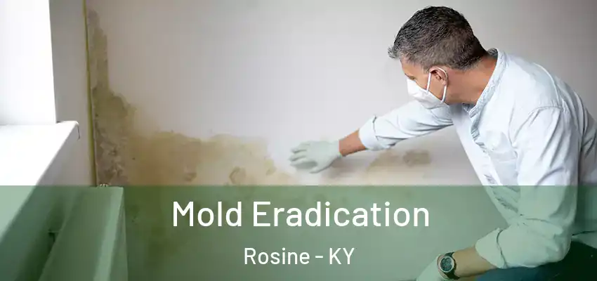 Mold Eradication Rosine - KY