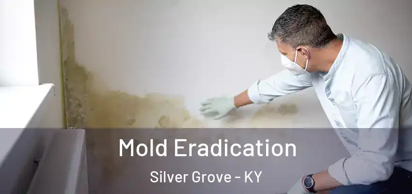 Mold Eradication Silver Grove - KY