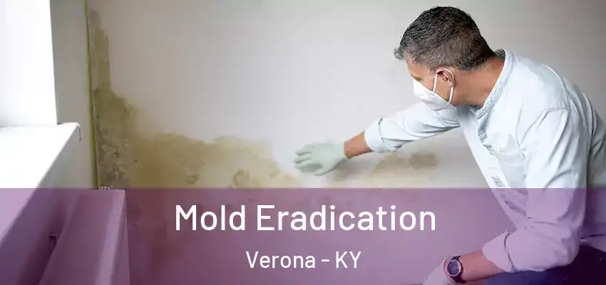 Mold Eradication Verona - KY