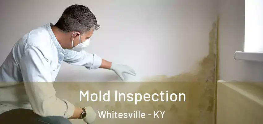  Mold Inspection Whitesville - KY