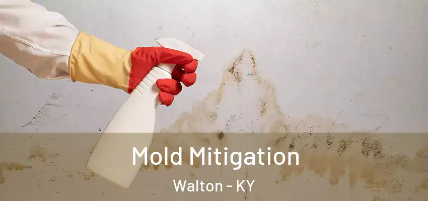 Mold Mitigation Walton - KY