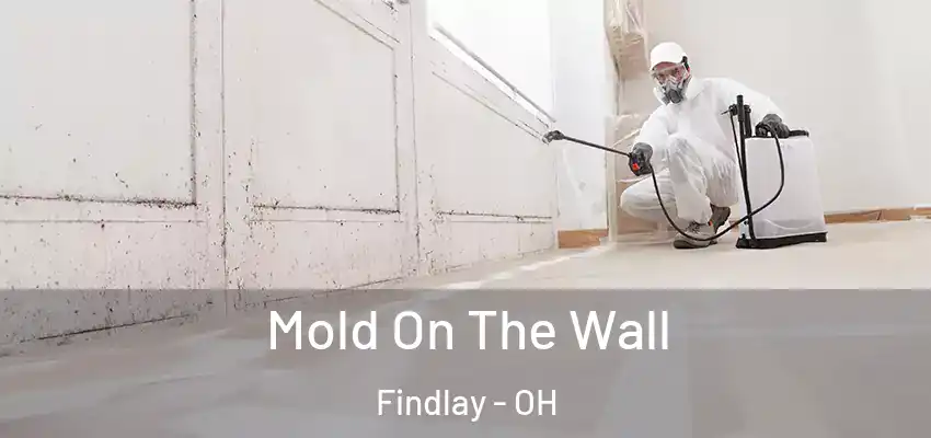  Mold On The Wall Findlay - OH