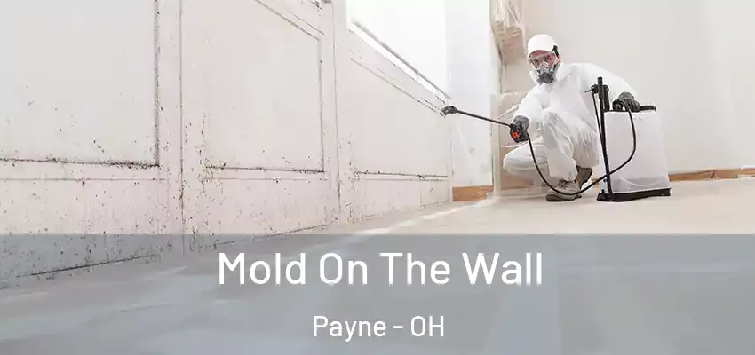 Mold On The Wall Payne - OH