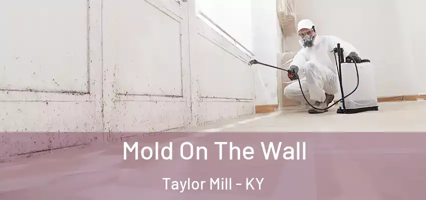 Mold On The Wall Taylor Mill - KY
