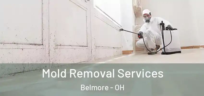 Mold Removal Services Belmore - OH