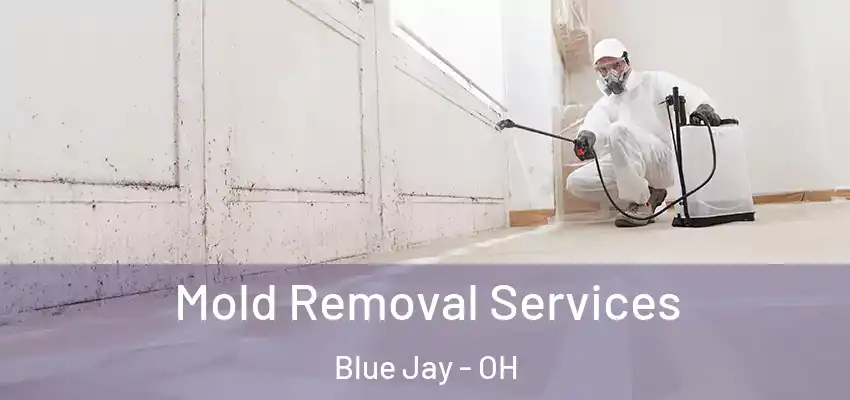 Mold Removal Services Blue Jay - OH