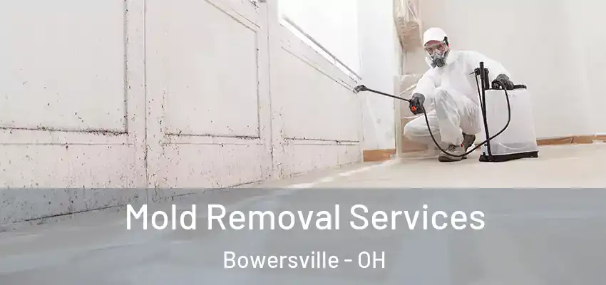 Mold Removal Services Bowersville - OH