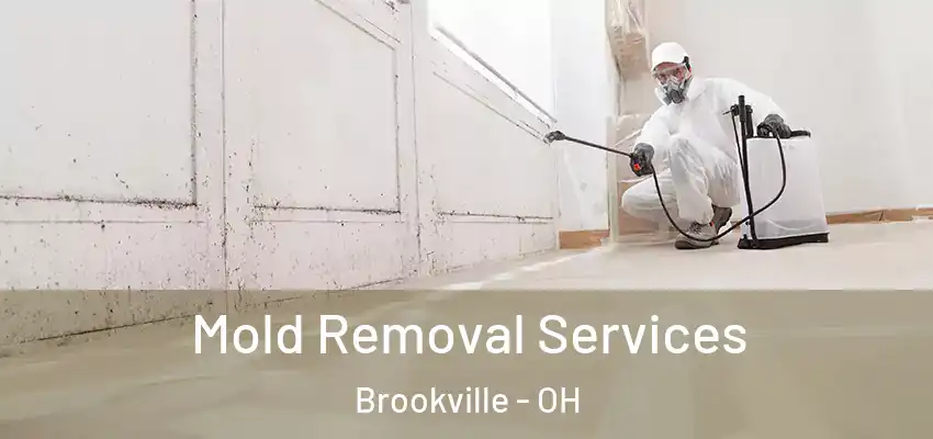  Mold Removal Services Brookville - OH