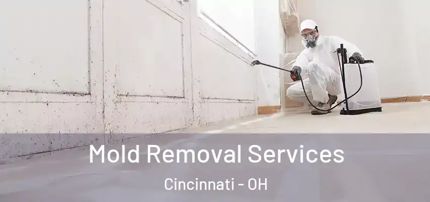 Mold Removal Services Cincinnati - OH