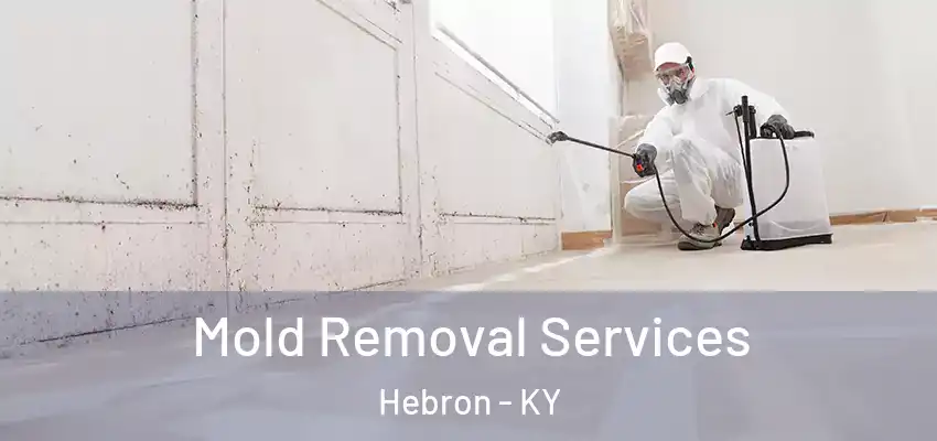 Mold Removal Services Hebron - KY