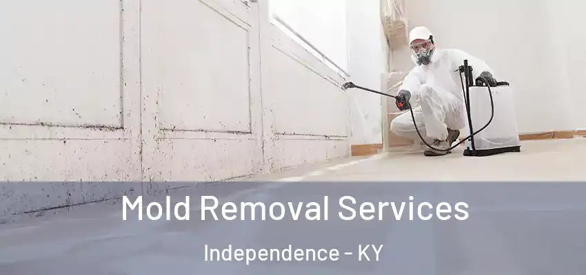 Mold Removal Services Independence - KY