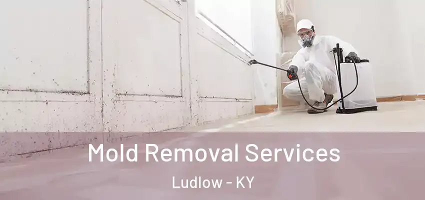Mold Removal Services Ludlow - KY