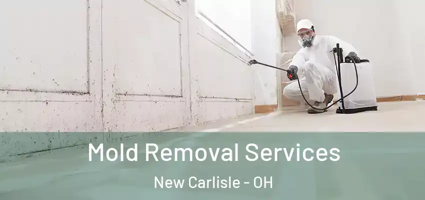 Mold Removal Services New Carlisle - OH