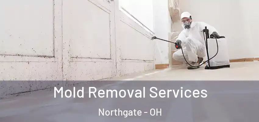 Mold Removal Services Northgate - OH