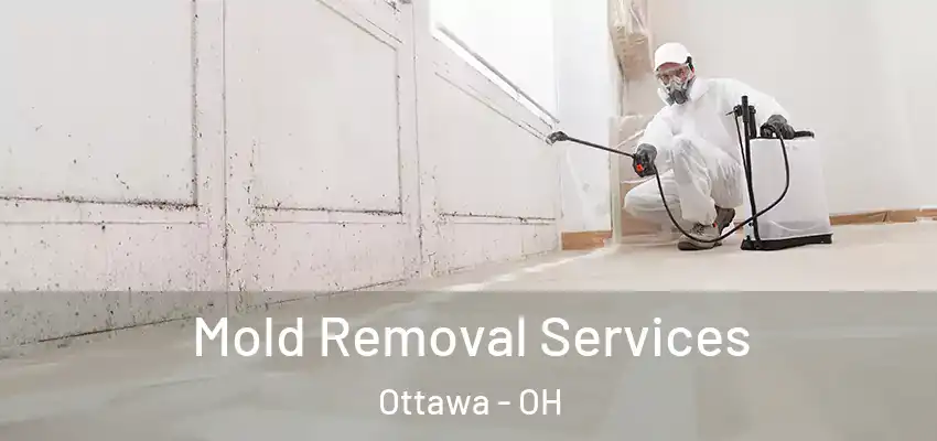  Mold Removal Services Ottawa - OH