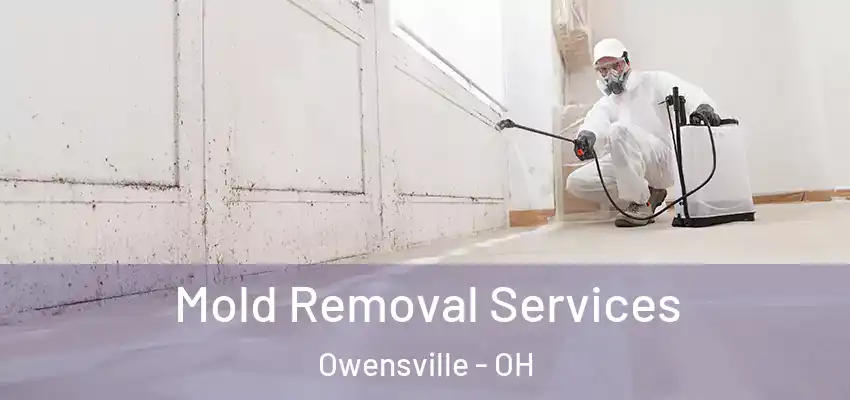 Mold Removal Services Owensville - OH