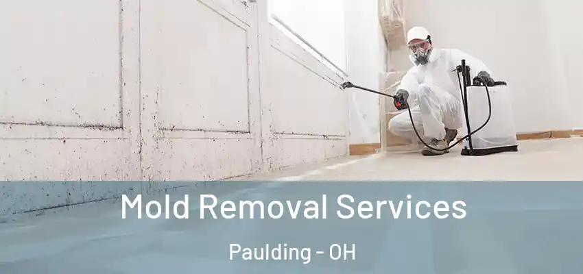 Mold Removal Services Paulding - OH