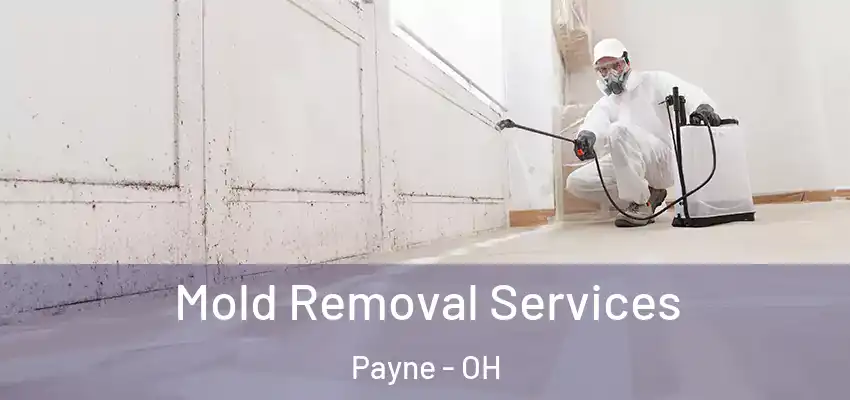 Mold Removal Services Payne - OH