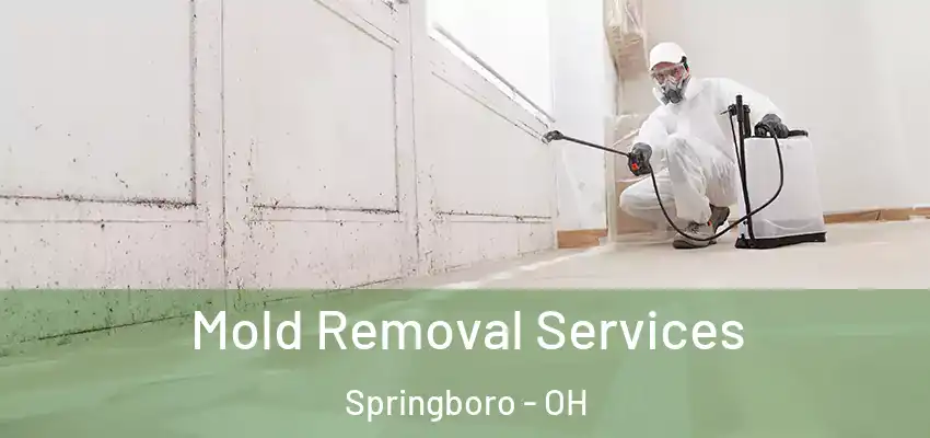 Mold Removal Services Springboro - OH