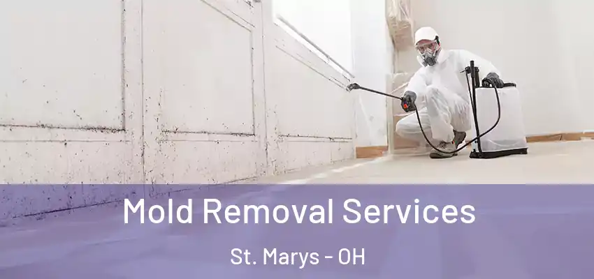 Mold Removal Services St. Marys - OH