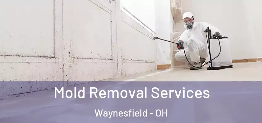 Mold Removal Services Waynesfield - OH