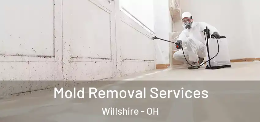 Mold Removal Services Willshire - OH